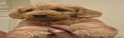 Labradoodle dogs for sale: LABRADOODLES F1 ( HEALTH TESTED PARENTS & G/PARENT - Advert 1