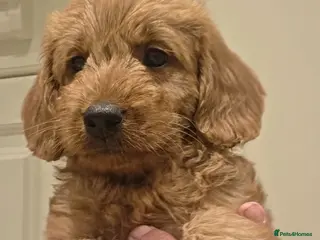 Labradoodle dogs LABRADOODLES F1 ( HEALTH TESTED PARENTS & G/PARENT - Advert 1