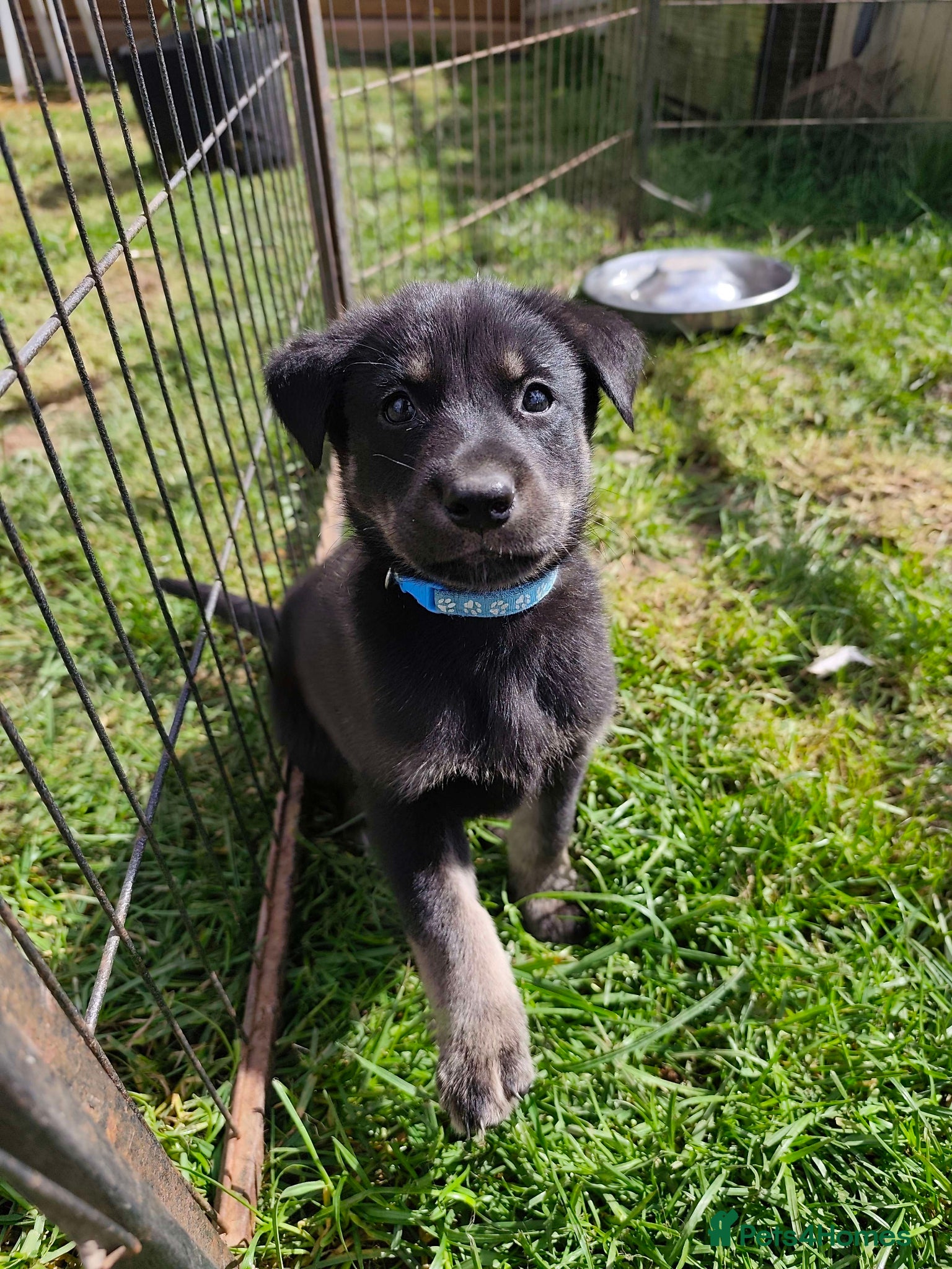 German Shepherd dogs 6 Beautiful German Shepherd Puppies (5 LEFT) - Advert 5