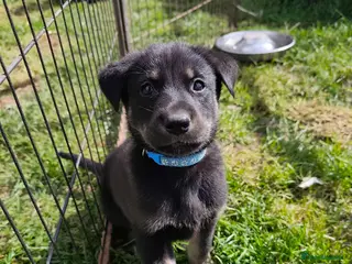 German Shepherd dogs 6 Beautiful German Shepherd Puppies (5 LEFT) - Advert 5