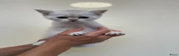 Scottish Fold cats for sale: LOVELY PUREBRED SCOTTISH FOLD CHINCHILLA KITTENS  - Advert 14