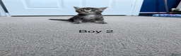 Mixed Breed cats for sale: Beautiful kittens looking for homes  - Advert 4
