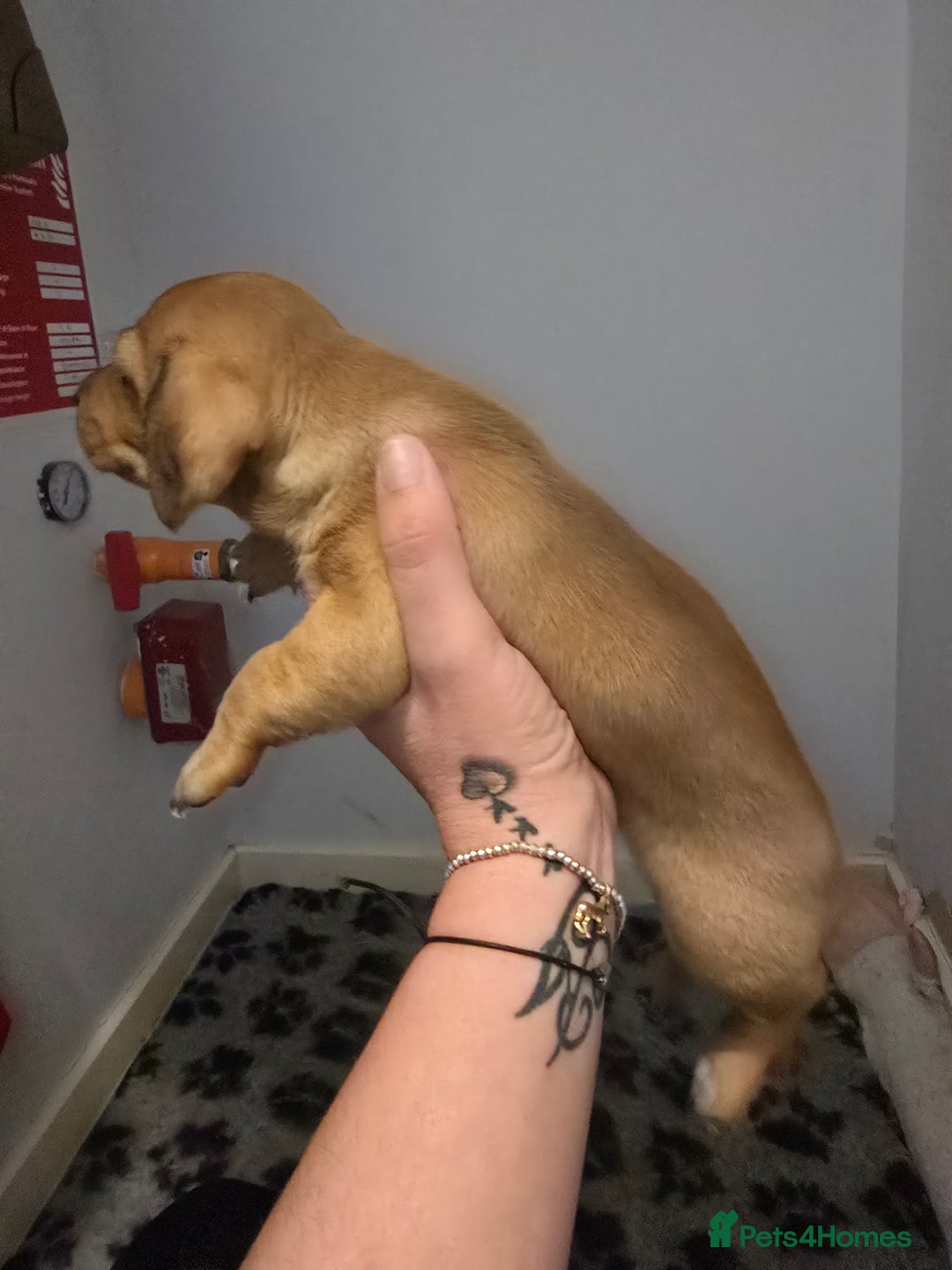 Miniature Dachshund dogs for sale: Shaded Cream Short Miniature Dachshund - Image 7