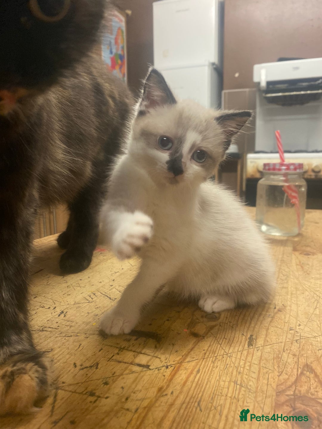 British Shorthair cats for sale: Beautiful kitten - Advert 1
