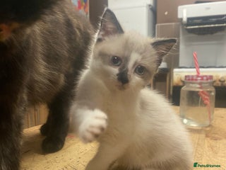 British Shorthair cats Beautiful kitten - Advert 1