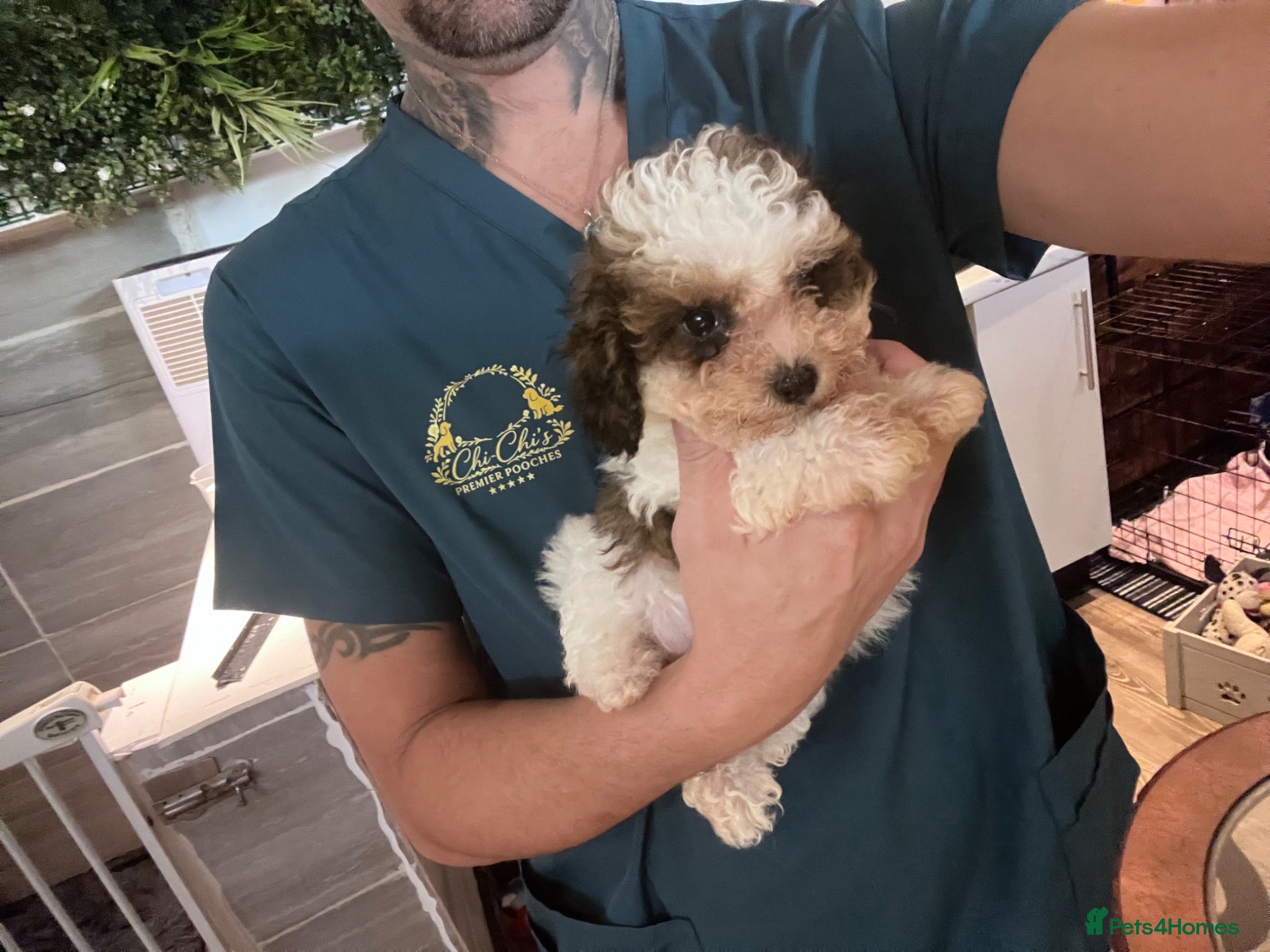 Toy Poodle dogs 3/4 Toy parti poodle pups  - Advert 1