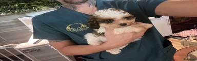 Toy Poodle 1