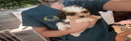 Toy Poodle dogs for sale: LAST BOY 3/4 Toy parti poodle puppy  - Advert 9