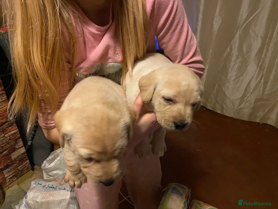 Labrador Retriever dogs for sale: Lovely Labrador puppies  in Bourne - Advert 9