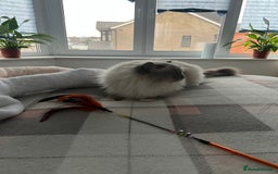 Ragdoll cats for stud: Amazing proven stud !!!  in Romford - Image 19