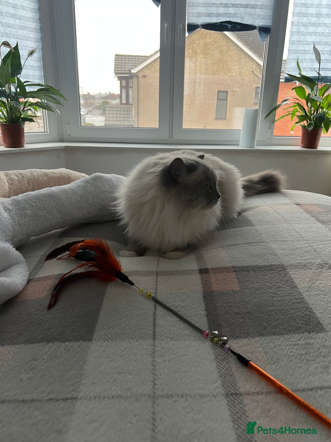 Ragdoll cats for stud: Amazing proven stud !!!  in Romford - Image 19