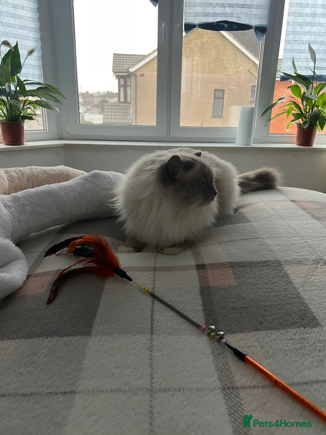 Ragdoll cats for stud: Amazing proven stud !!!  in Romford - Advert 19