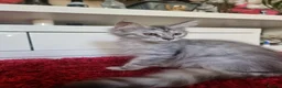 Maine Coon cats for sale: Beautiful Maine Coon Kittens READY TO LEAVE - Advert 4