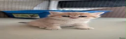 British Shorthair cats for sale: British Longhair & British Shorthair Kittens - Advert 2