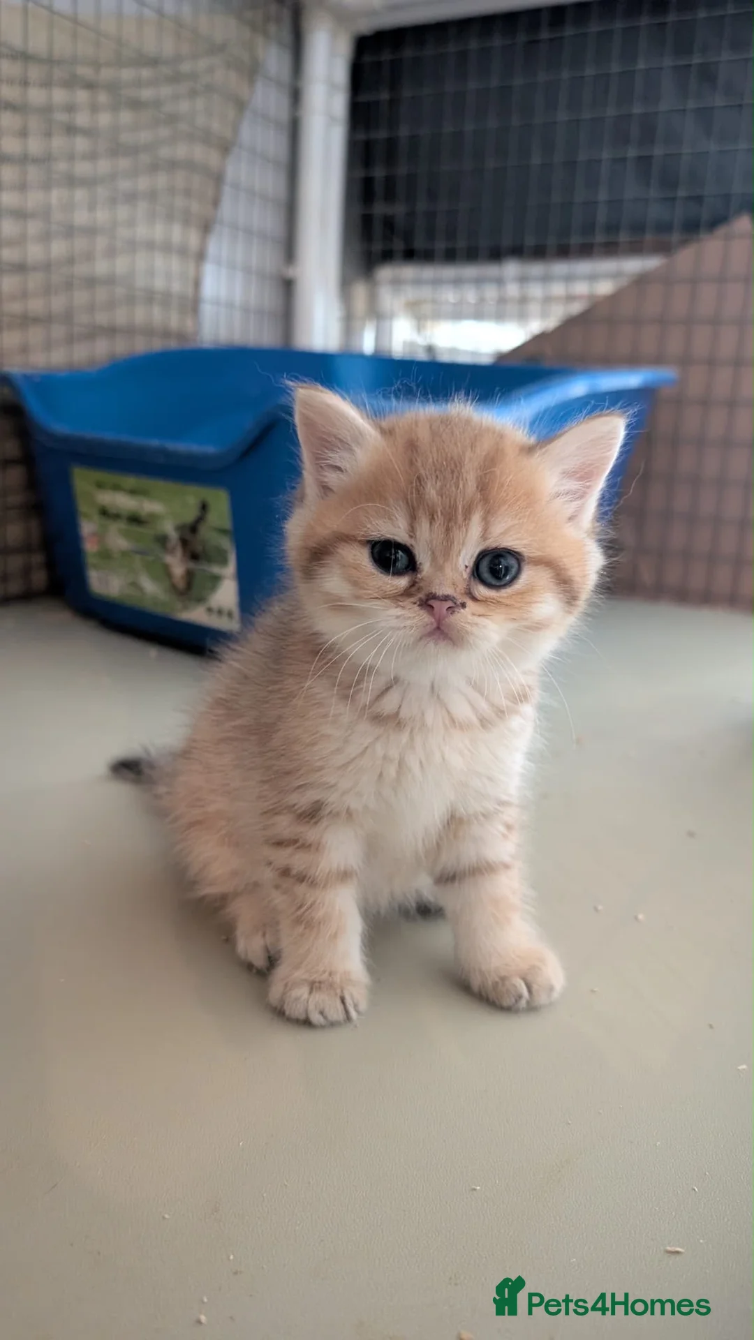 British Shorthair cats for sale: British Longhair & British Shorthair Kittens - Advert 2