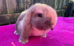 Mini Lop rabbits for sale: Two friendly male chocolate Harli mini lop boys  - Advert 4