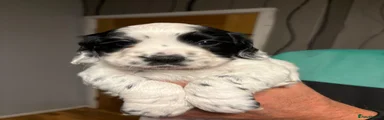 Cocker Spaniel 1