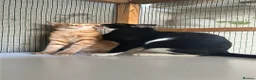 Mixed Breed cats for adoption: Two Cats for Indoor Adoption Together in Bridgend - Advert 5