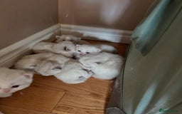 Ragdoll cats for sale: 6 BEAUTIFUL RAGDOLL KITTENS🐱 - Advert 2