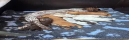 Cocker Spaniel dogs for sale: KC Reg Working Cocker Spaniel Puppies FTC breeding - Advert 4