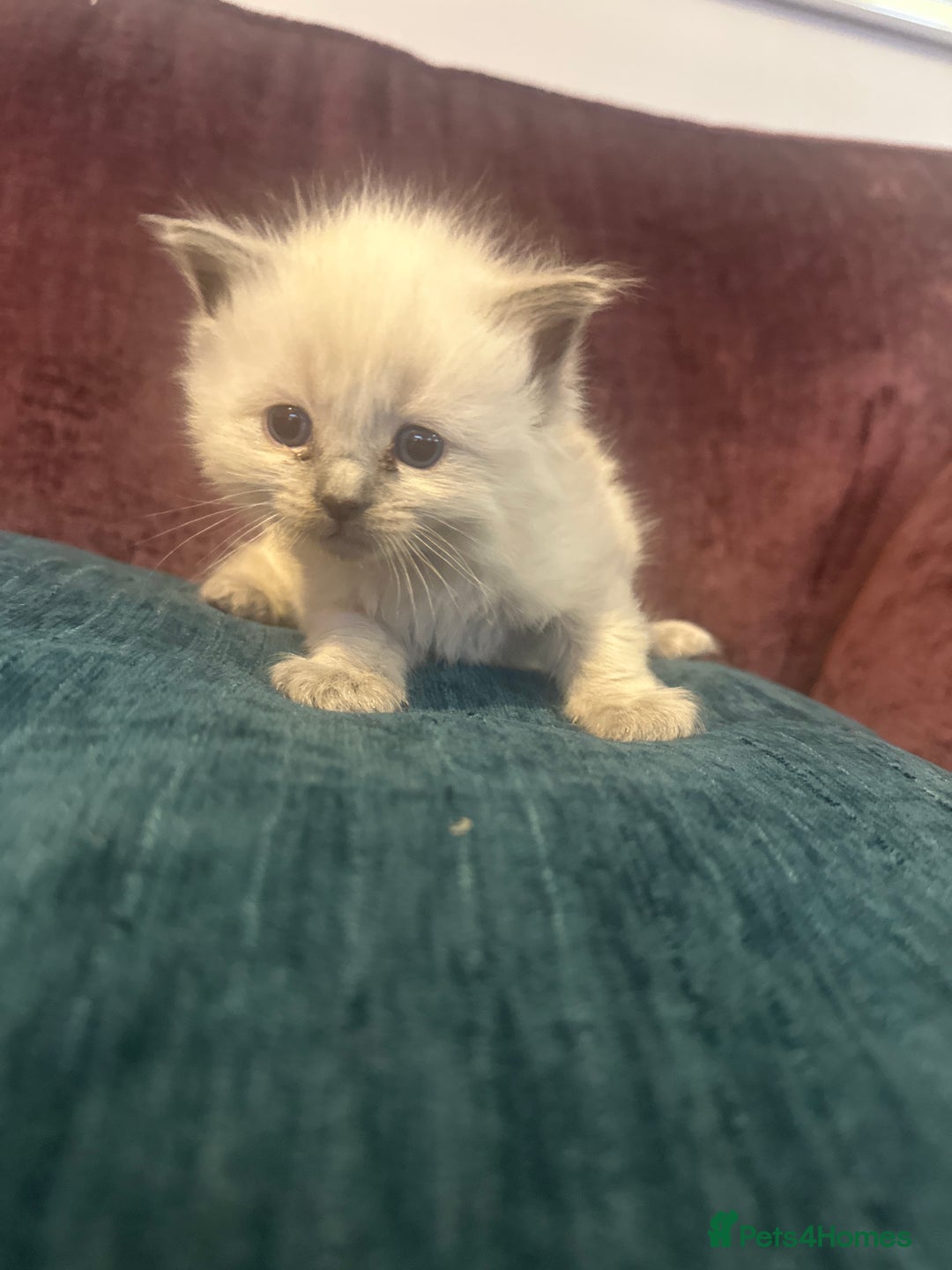 Ragdoll cats for sale: Ragdoll blue point kittens  - Advert 9