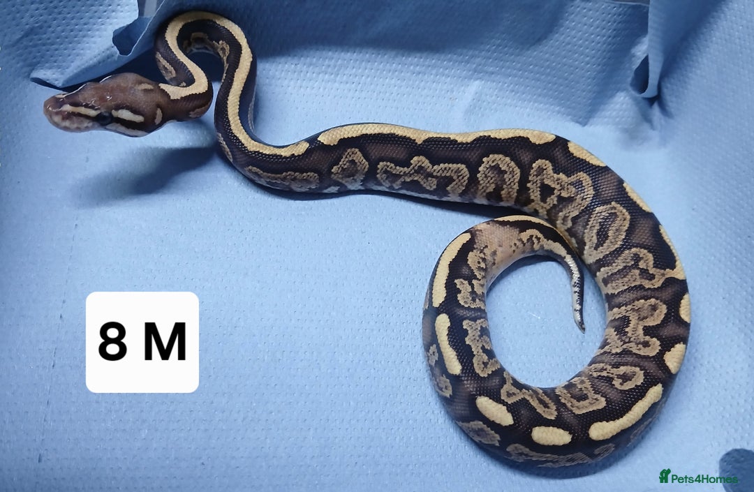 Python Snake reptiles for sale: Royal Python Morph Hatchlings  - Image 17