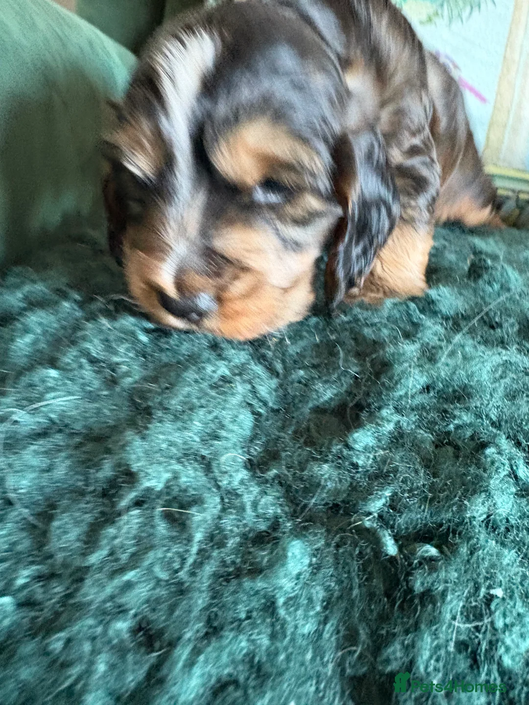 Cocker Spaniel dogs for sale: Stunning kc registered show cocker boy available - Advert 8