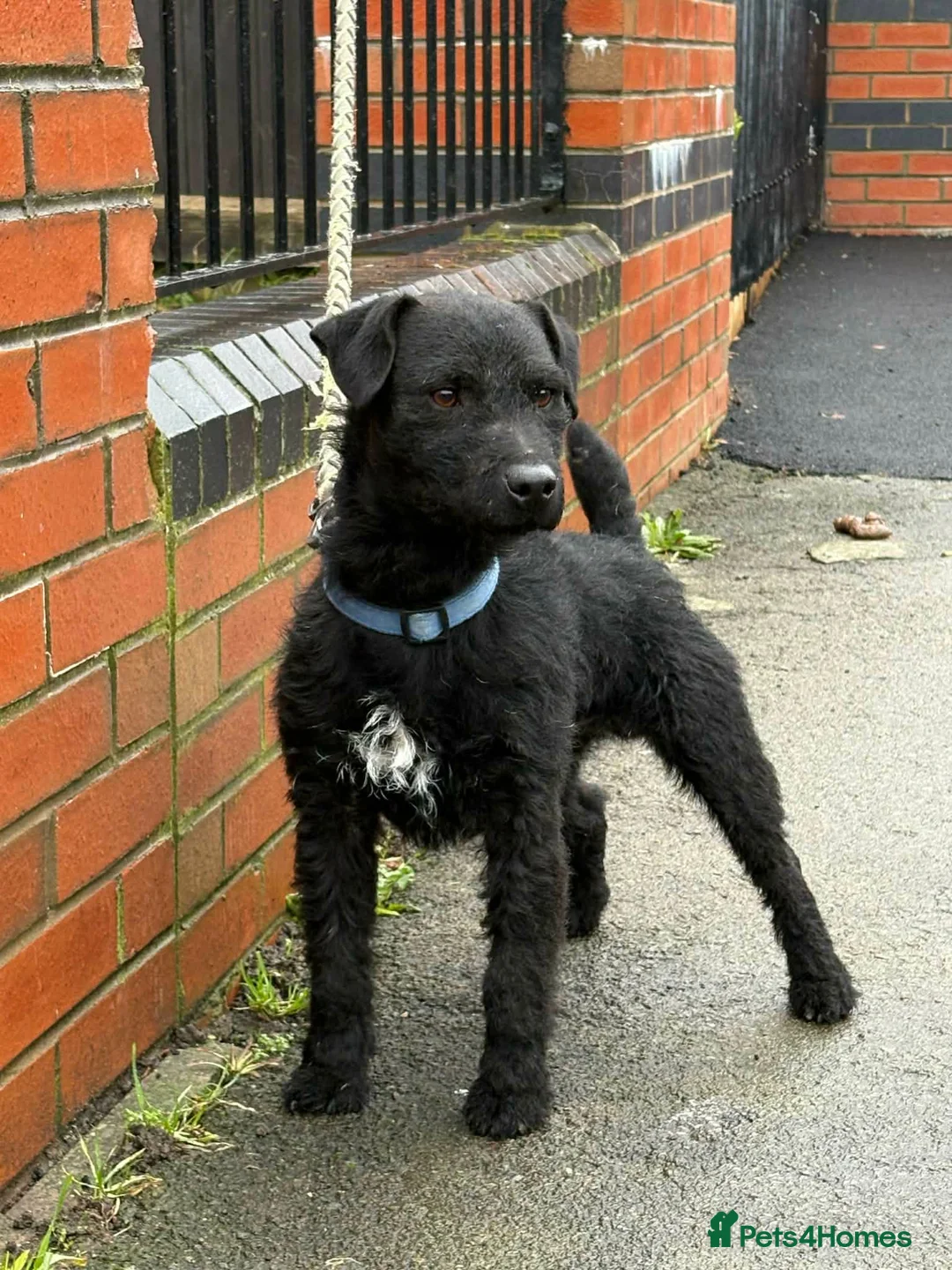 Patterdale Terrier dogs for sale: Lovely puppy for a forever home  - Advert 2