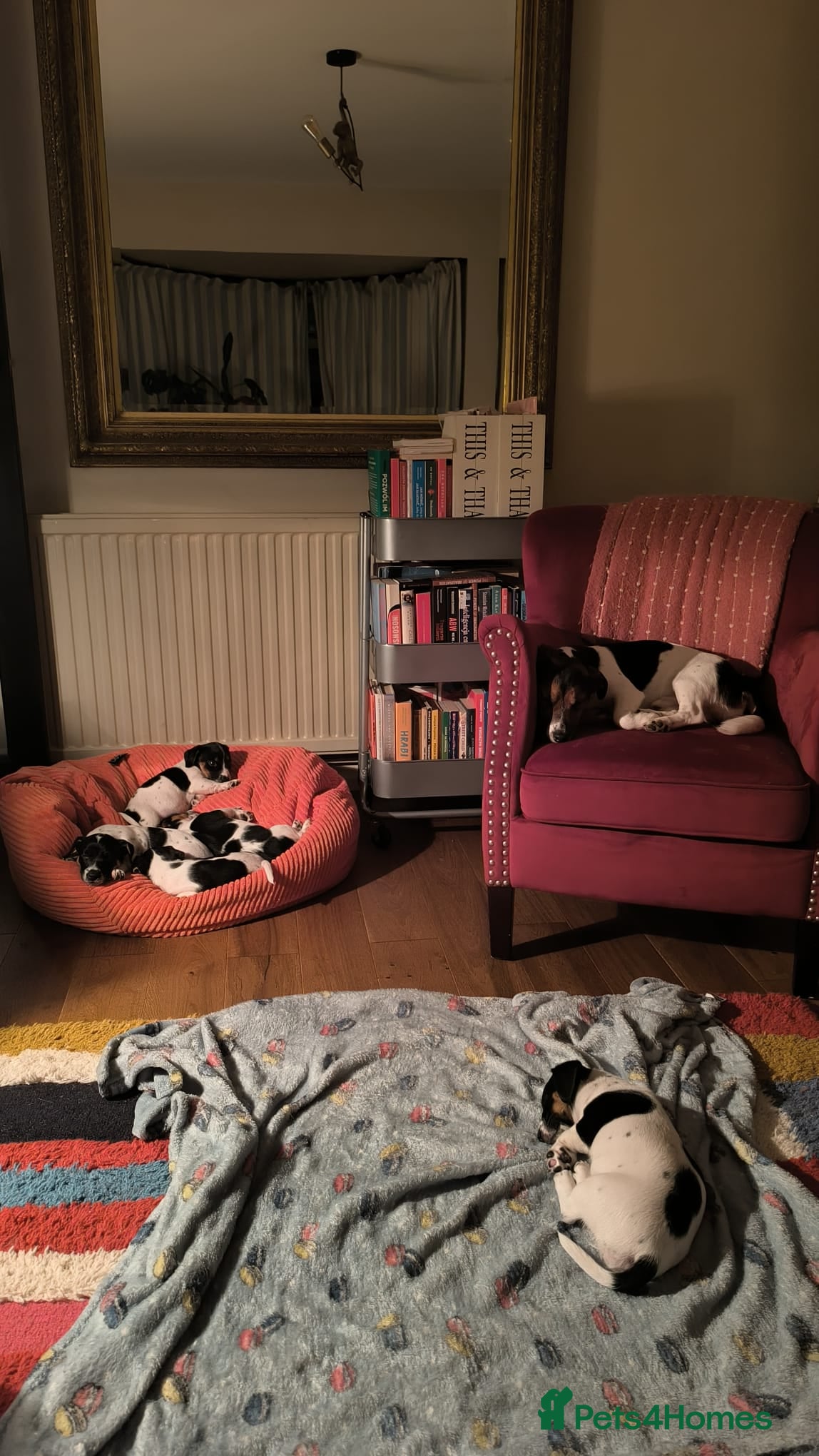 Jack Russell dogs Beautiful Short-Leg Jack Russell Puppies - Advert 15