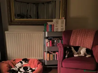 Jack Russell dogs Beautiful Short-Leg Jack Russell Puppies - Advert 15