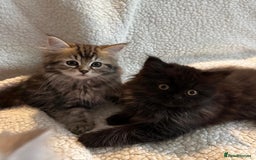 Siberian cats for sale: ❤️ 5 super friendly Siberian mix kittens ❤️ - Image 15