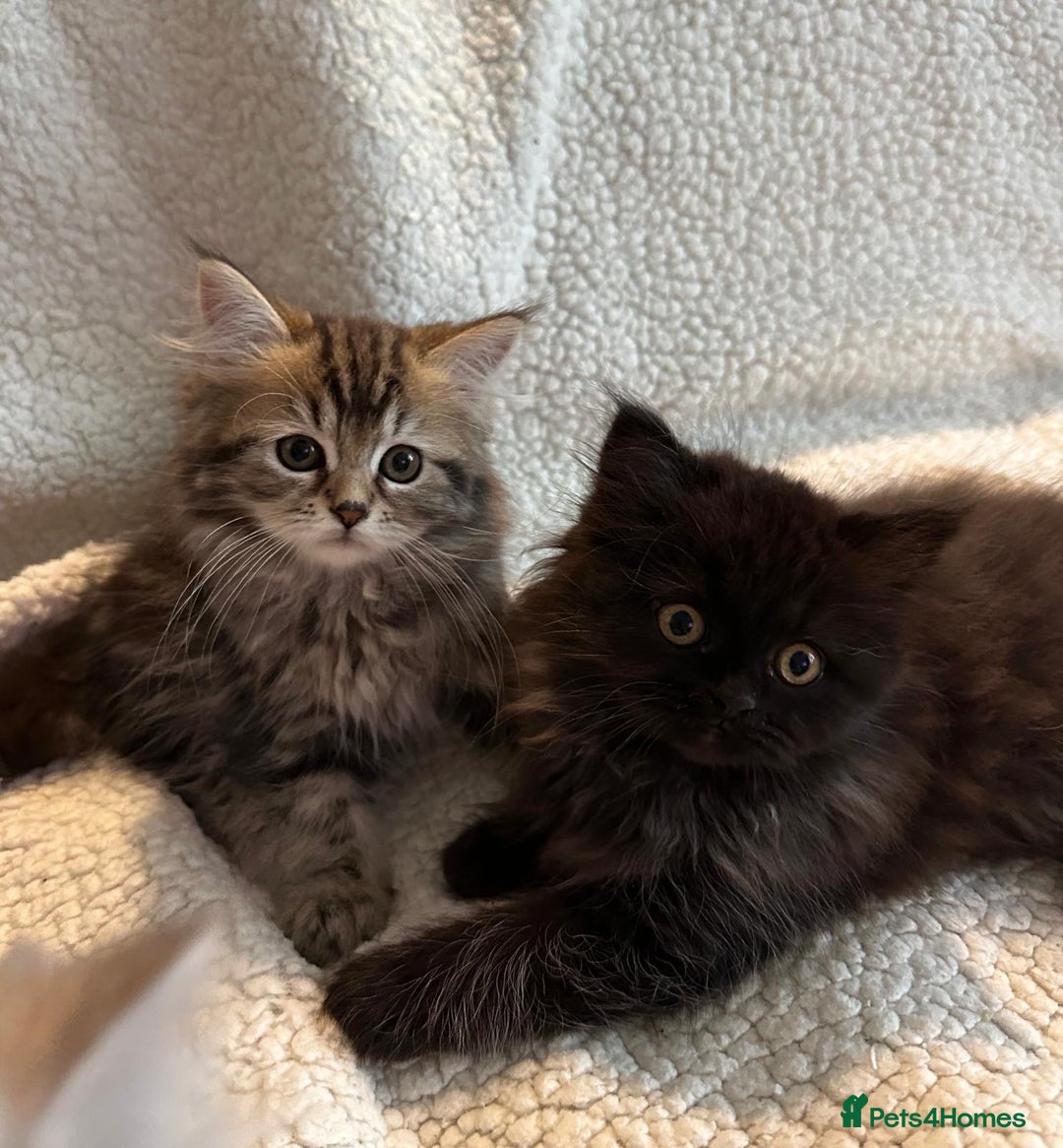 Siberian cats for sale: ❤️ 5 super friendly Siberian mix kittens ❤️ - Image 15