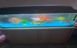 Goldfish fish for sale: Three gold fish,tank and equipment  - Image 1
