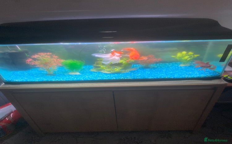 Goldfish fish - Advert 15