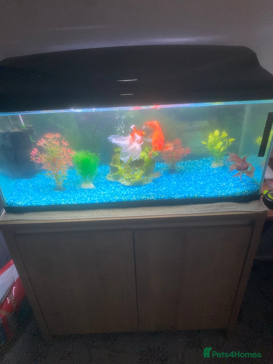 Goldfish fish for sale: Three gold fish,tank and equipment  - Image 1