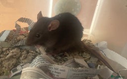 Rat rodents for sale: Baby dwarf rats  - Image 11