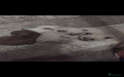 Mixed Breed cats for sale: Ragdoll x British Shorthair kittens - Advert 3