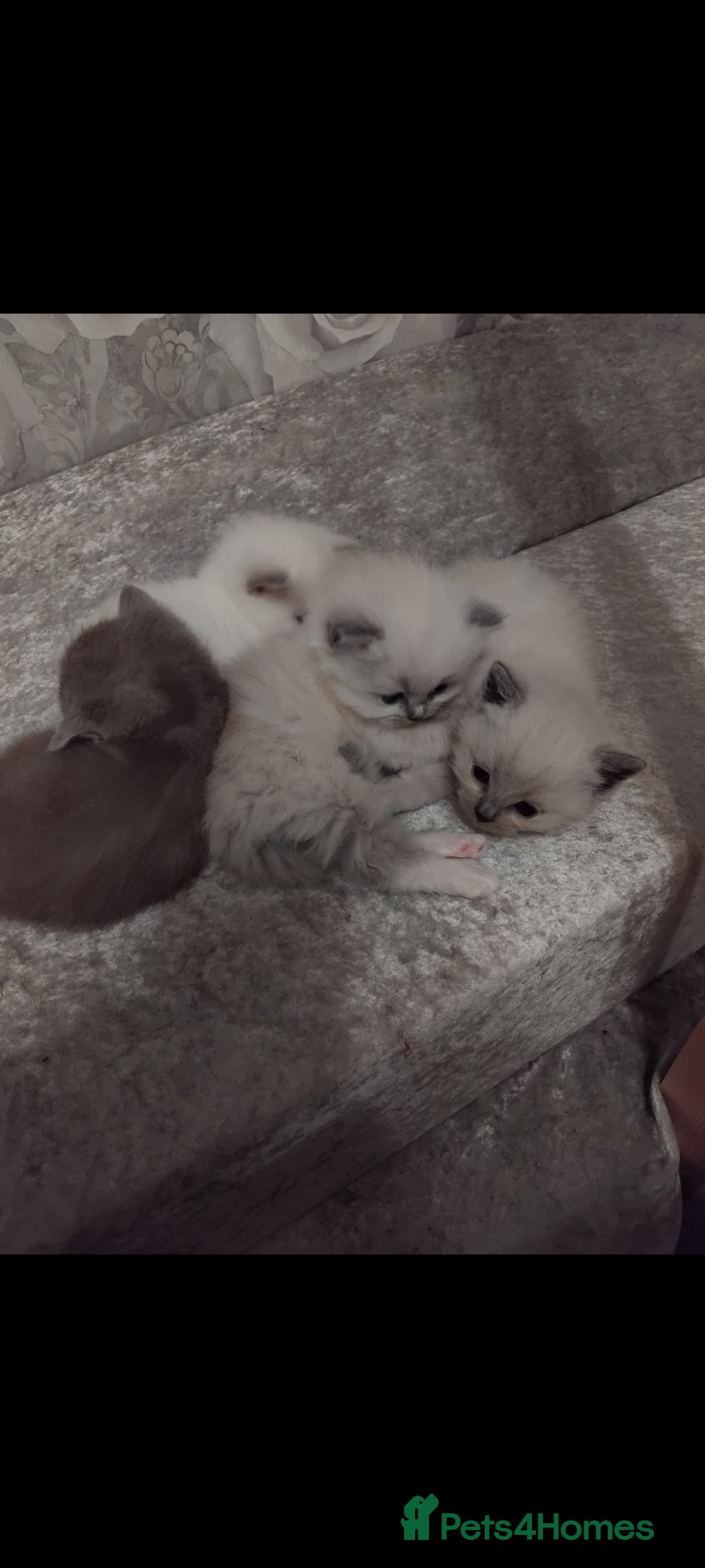 Mixed Breed cats for sale: Ragdoll x British Shorthair kittens - Advert 3