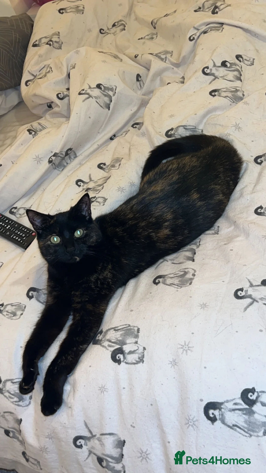 Mixed Breed cats for sale: Female cat (piper) free to a new LOVING home❤️ - Advert 1