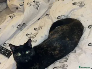 Mixed Breed cats Female cat (piper) free to a new LOVING home❤️ - Advert 1