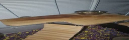 Gerbil rodents for sale: 2 female gerbils and cage in Spennymoor - Advert 10
