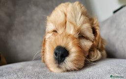 Cavapoo dogs for sale: Delightful Cavapoo puppies - Image 2