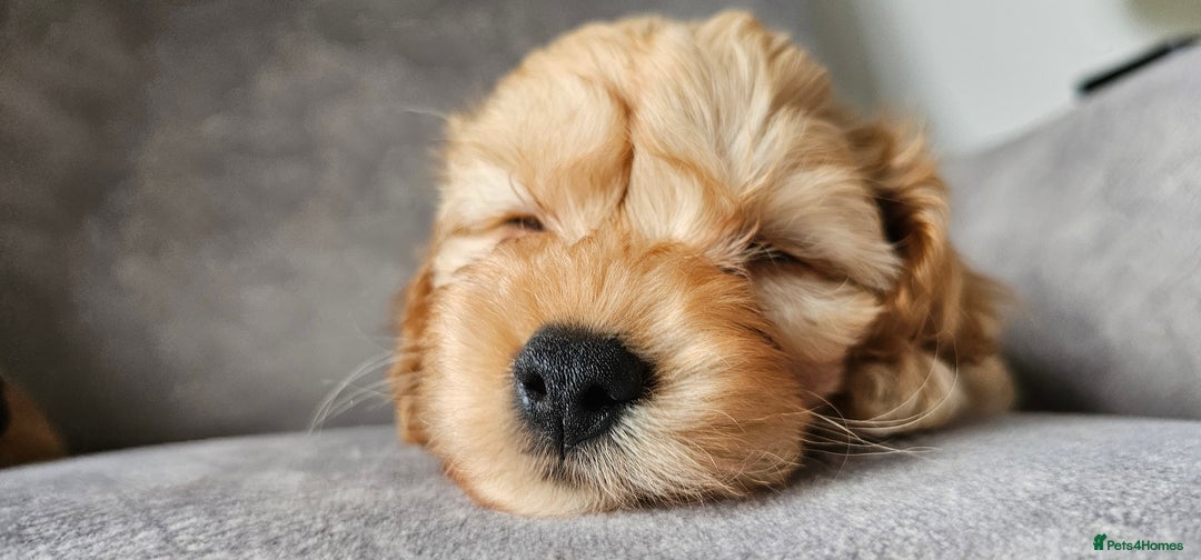 Cavapoo dogs for sale: Delightful Cavapoo puppies - Image 2