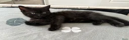 Domestic Shorthair cats for sale: black kitten for sale in Reading - Advert 3