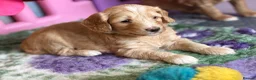 Australian Labradoodle dogs for sale: Fantastic breeding! Canadian & Australian lines - Advert 12