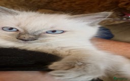 Ragdoll cats for sale: Gorgeous Ragdoll Kittens  - Image 9