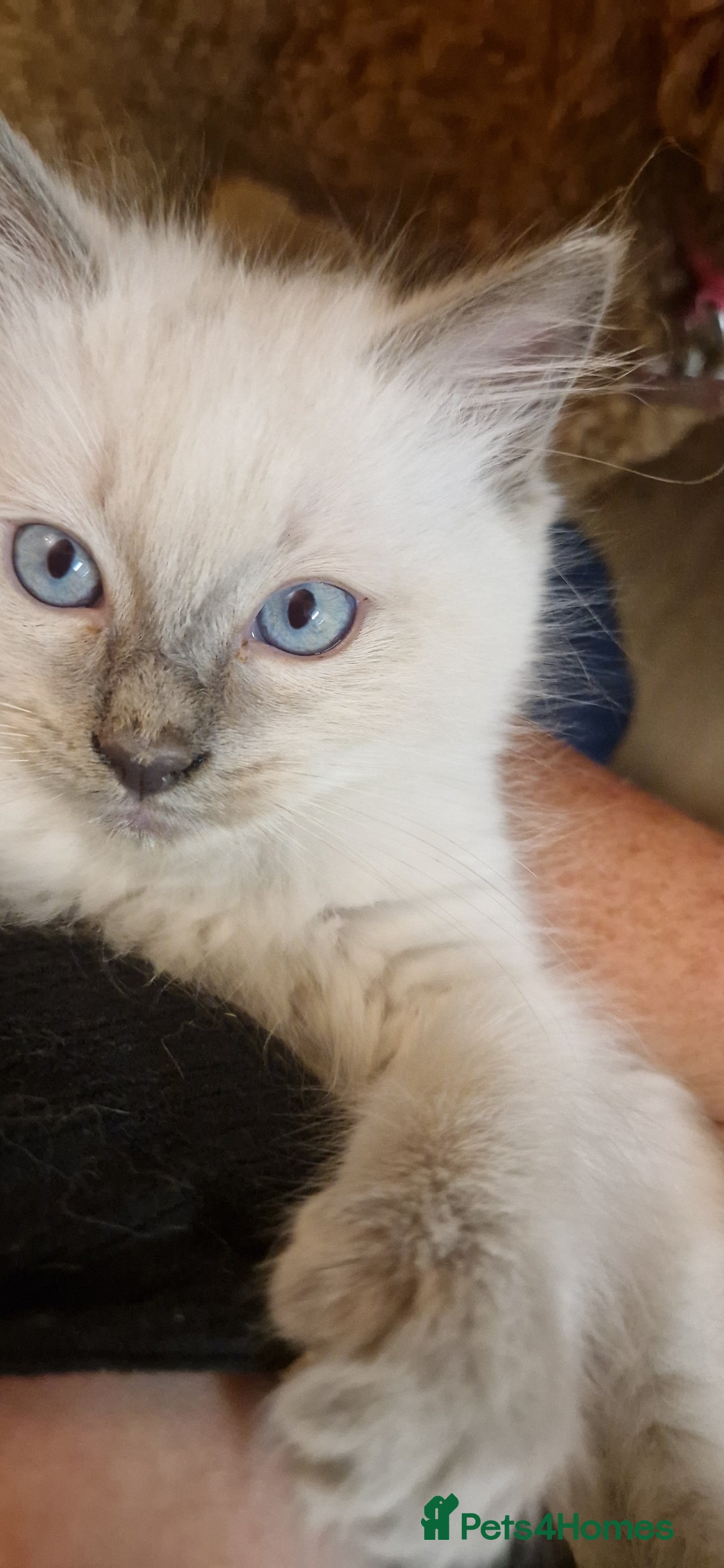 Ragdoll cats for sale: Gorgeous Ragdoll Kittens  - Image 9
