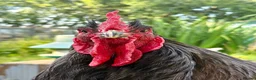 Chickens poultry for sale: Rare Breed Exhibition Blue LF Cochin pair or trio - Advert 2