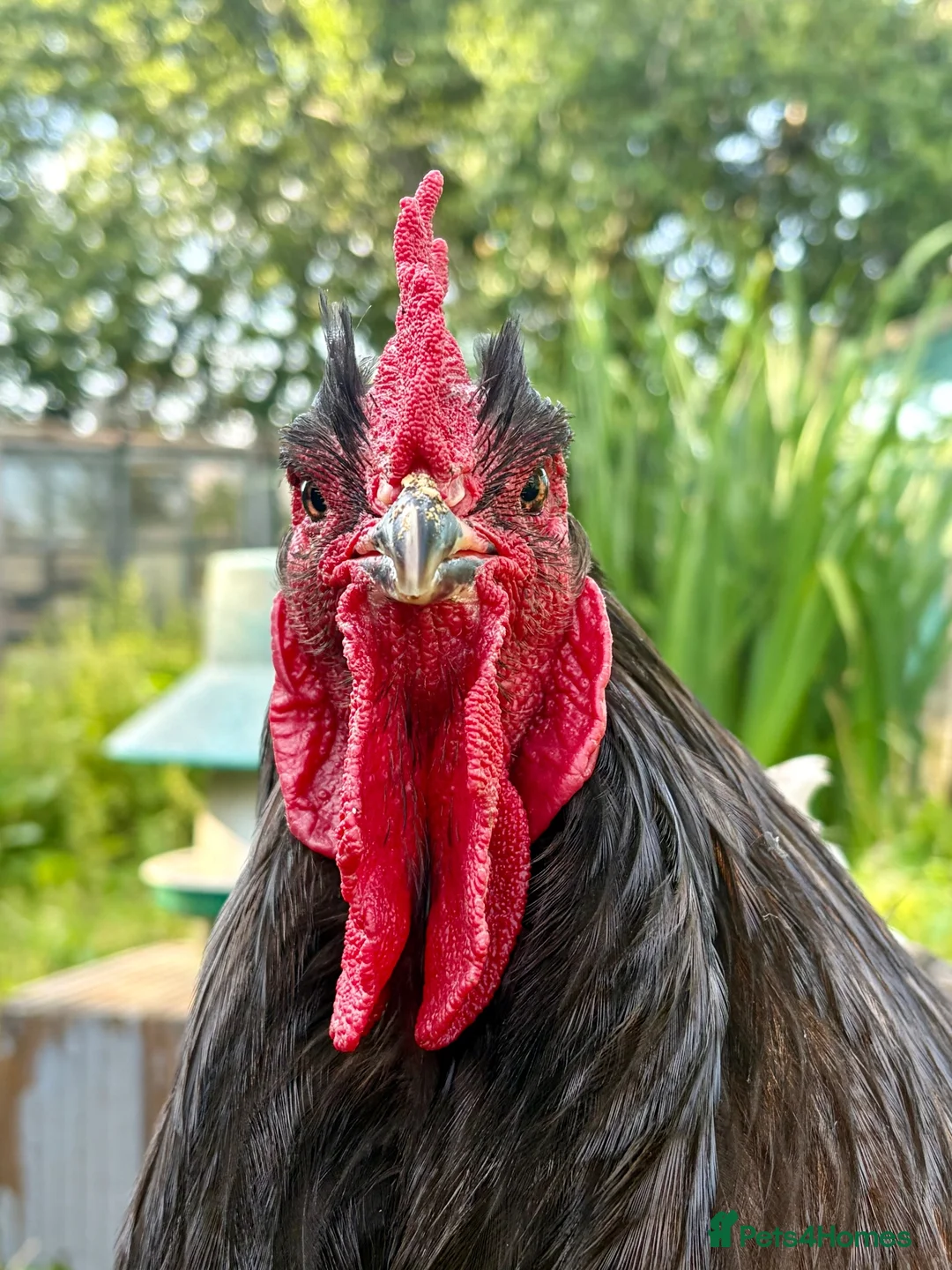 Chickens poultry for sale: Rare Breed Exhibition Blue LF Cochin pair or trio - Advert 2