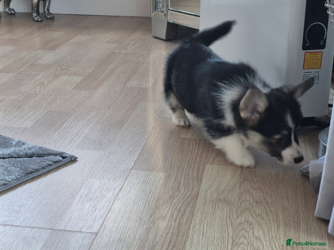 Welsh Corgi Pembroke dogs for sale: Kc reg Serbian lined bob & longtail - Advert 23